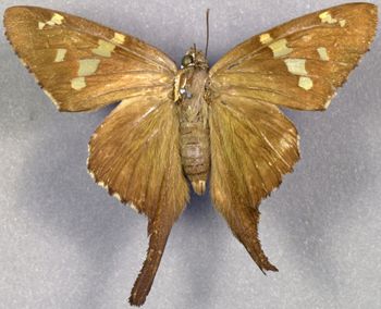 Media type: image;   Entomology 15317 Aspect: habitus dorsal view